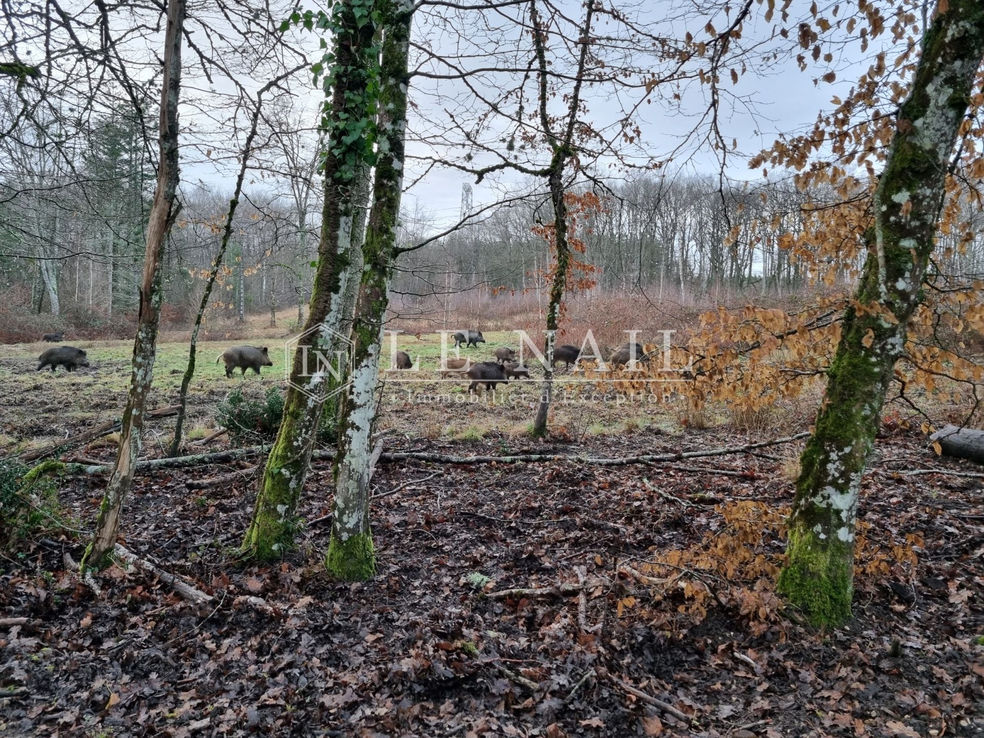 hunting estate 8 rooms for sale on NEUVY SUR BARANGEON (18330)