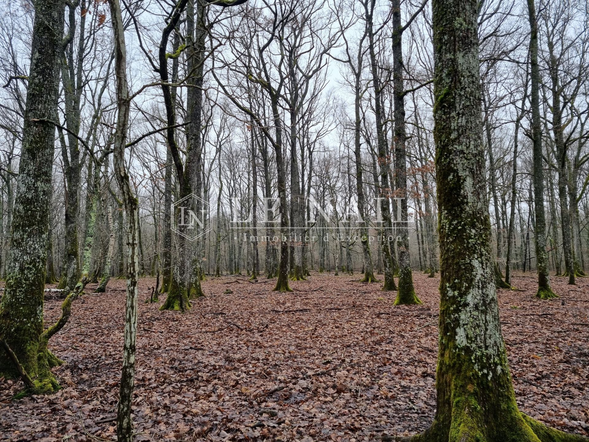 hunting estate 8 rooms for sale on NEUVY SUR BARANGEON (18330)