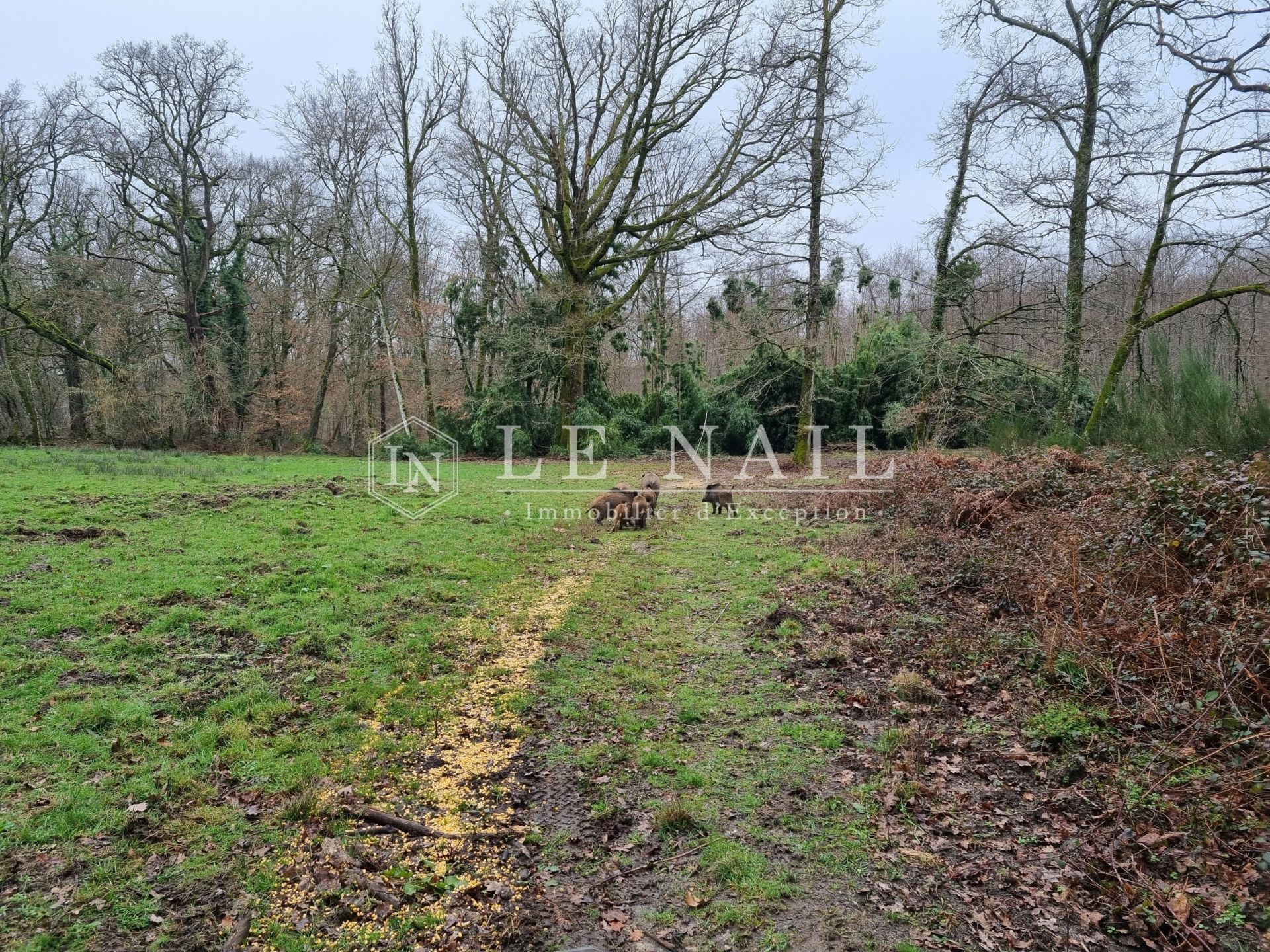 hunting estate 8 rooms for sale on NEUVY SUR BARANGEON (18330)