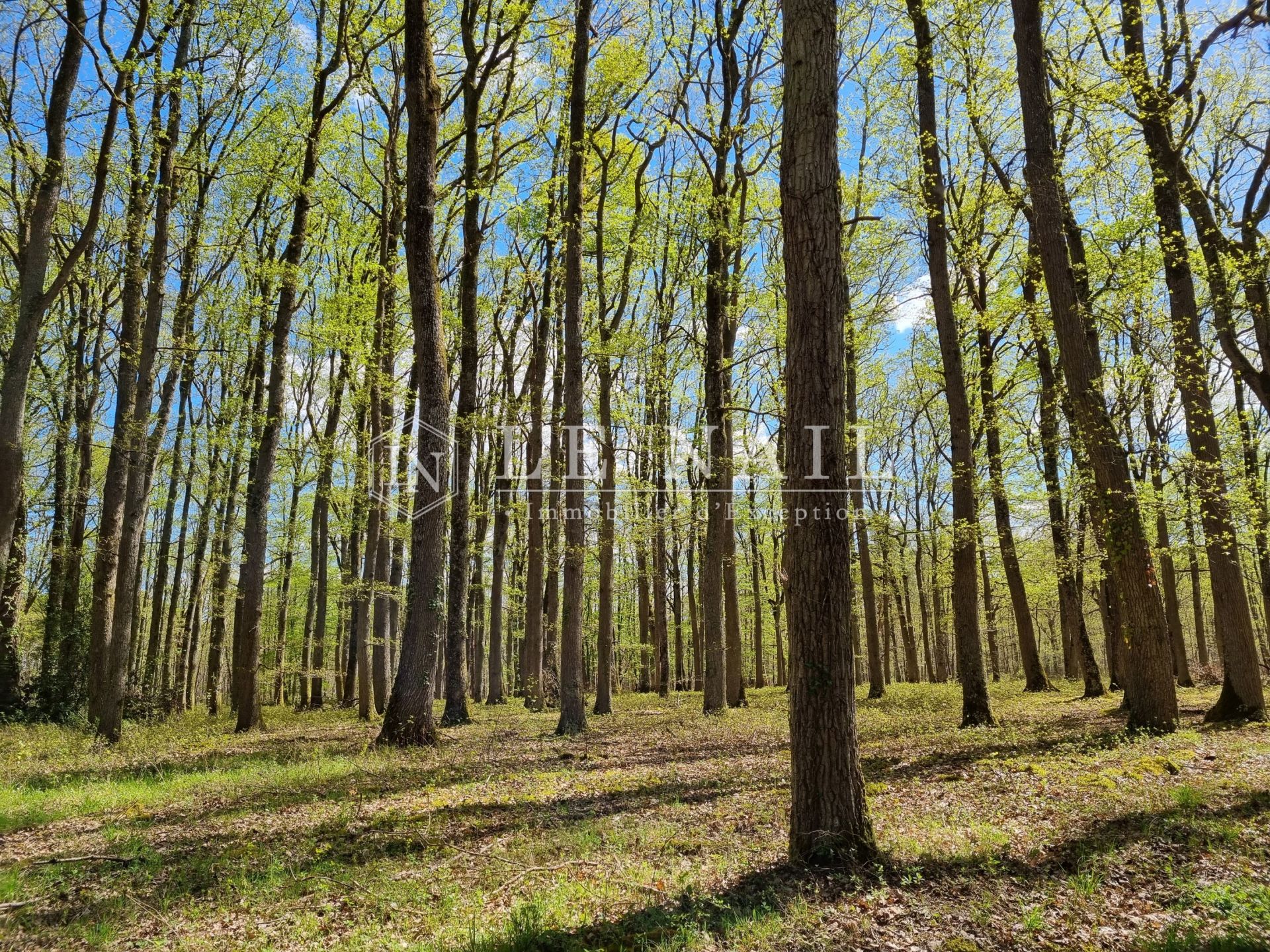 castle 15 rooms for sale on AUBIGNY SUR NERE (18700)