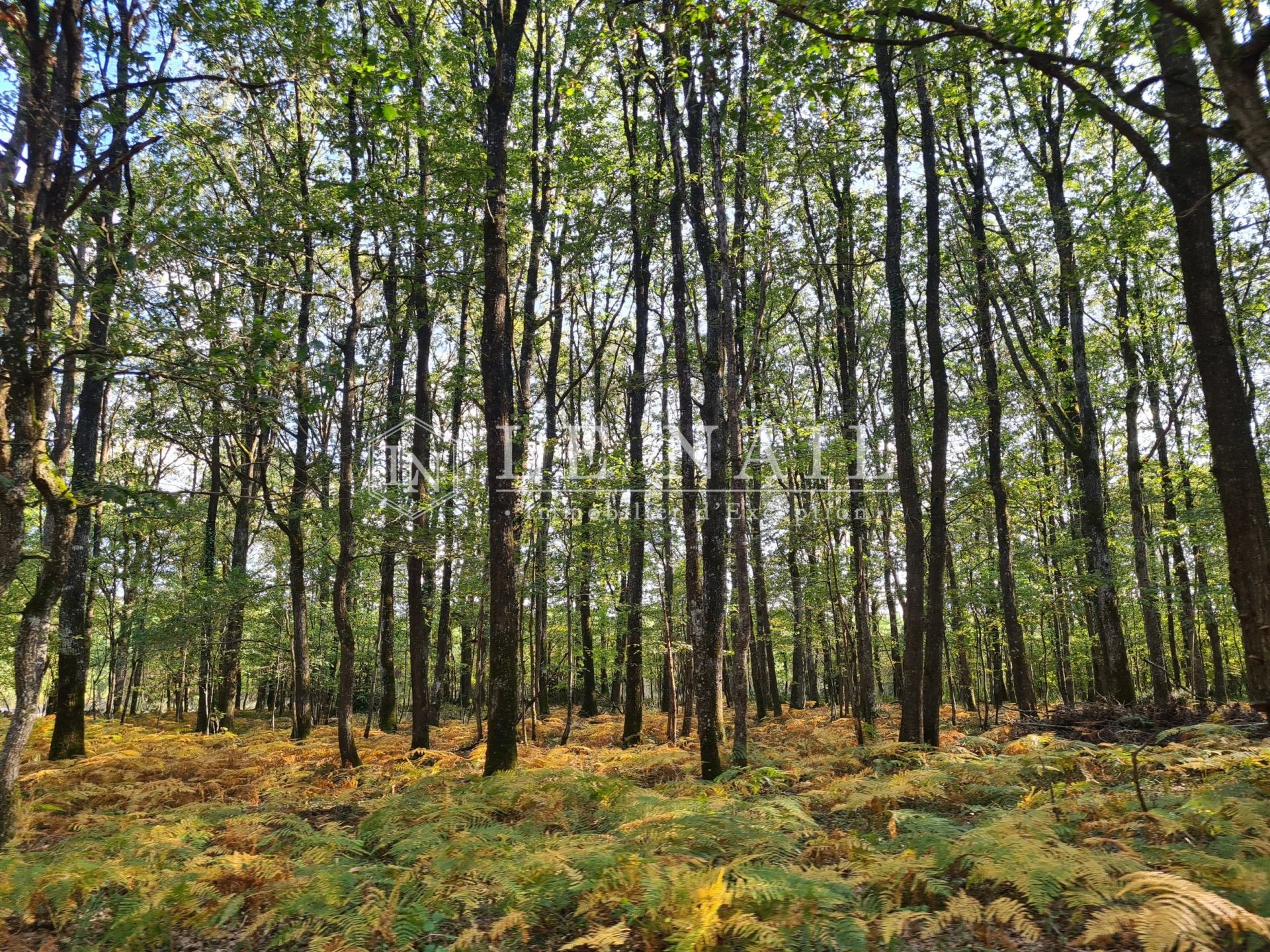 forêt en vente à TOURS (37000)