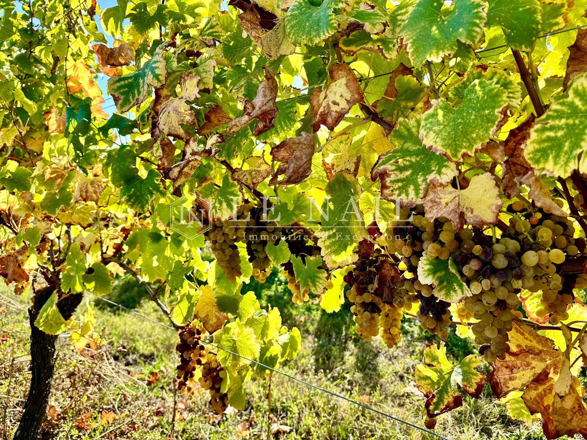propriété viticole 5 pièces en vente à BERGERAC (24100)