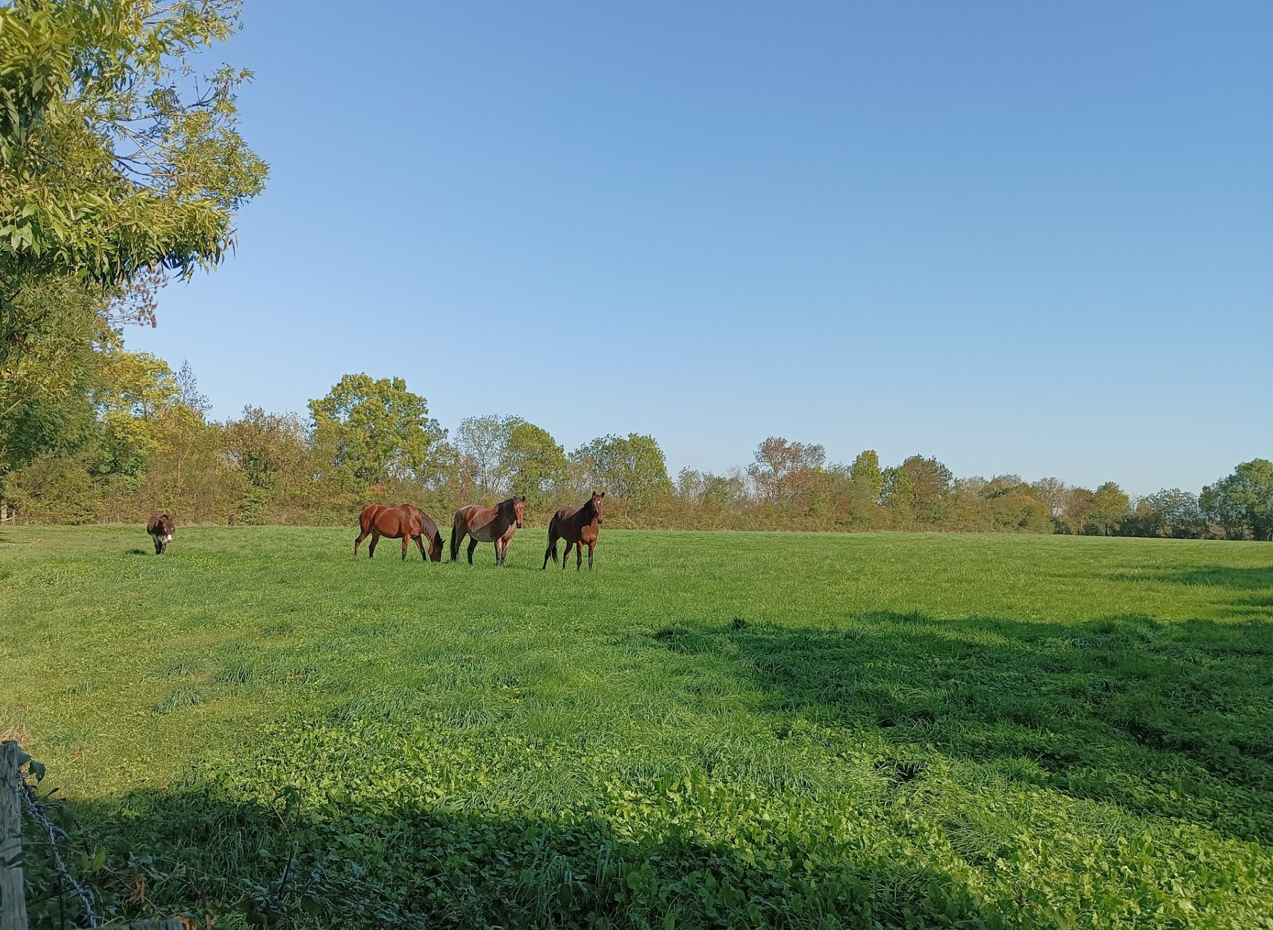 property 6 rooms for sale on LA ROCHELLE (17000)