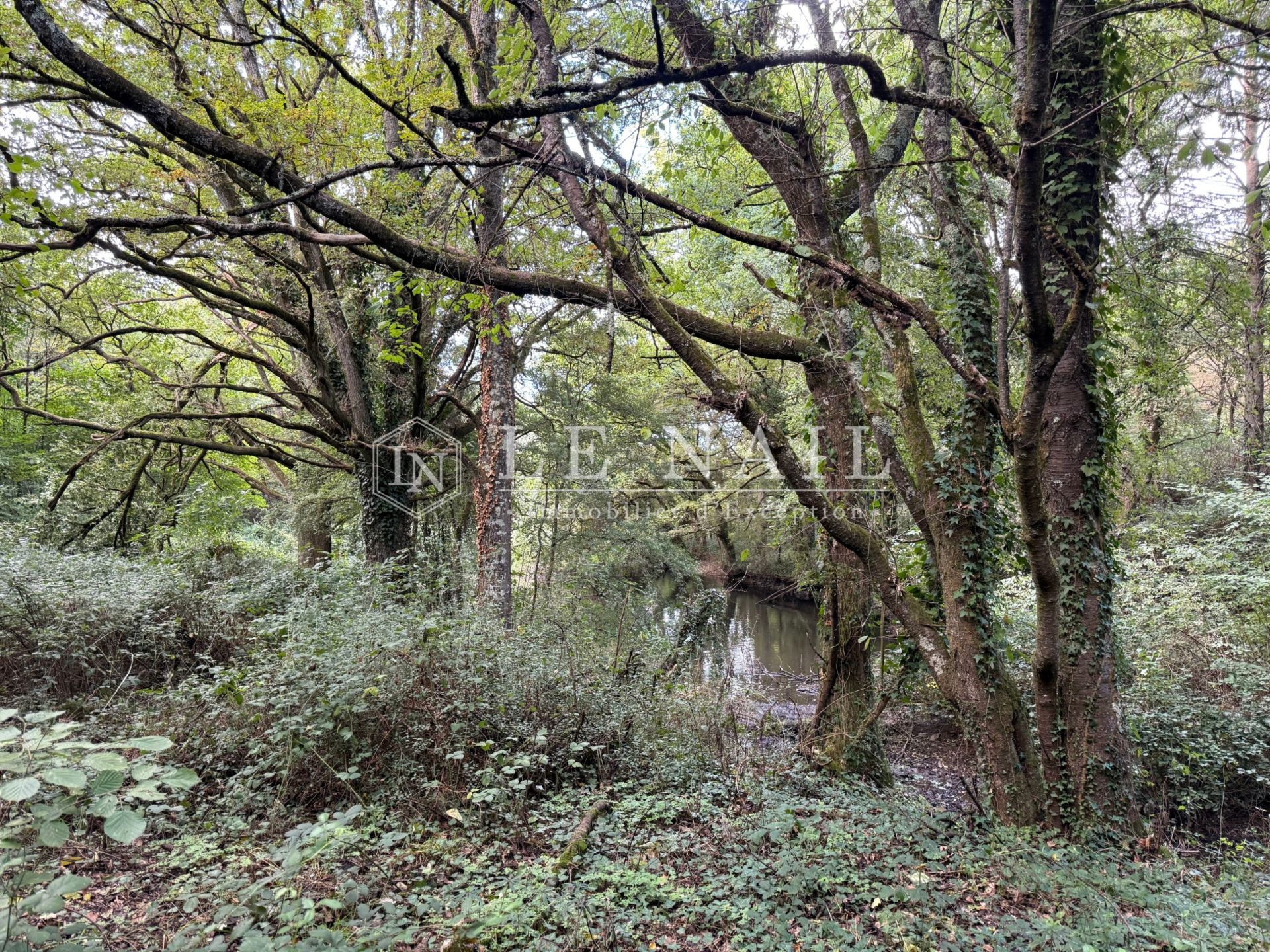 forest for sale on CHATEAU GONTIER (53200)
