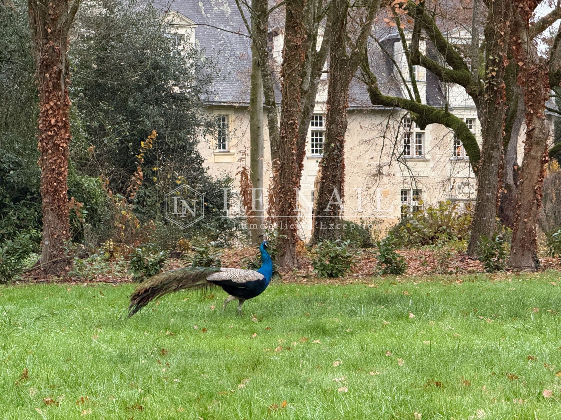 castle 20 rooms for sale on LE LION D ANGERS (49220)