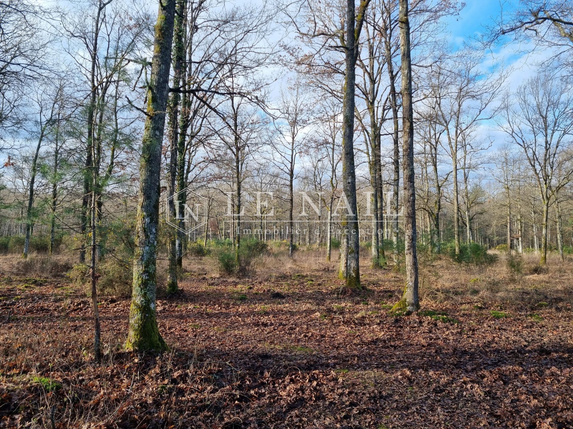 propriété de chasse 5 pièces en vente à SALBRIS (41300)