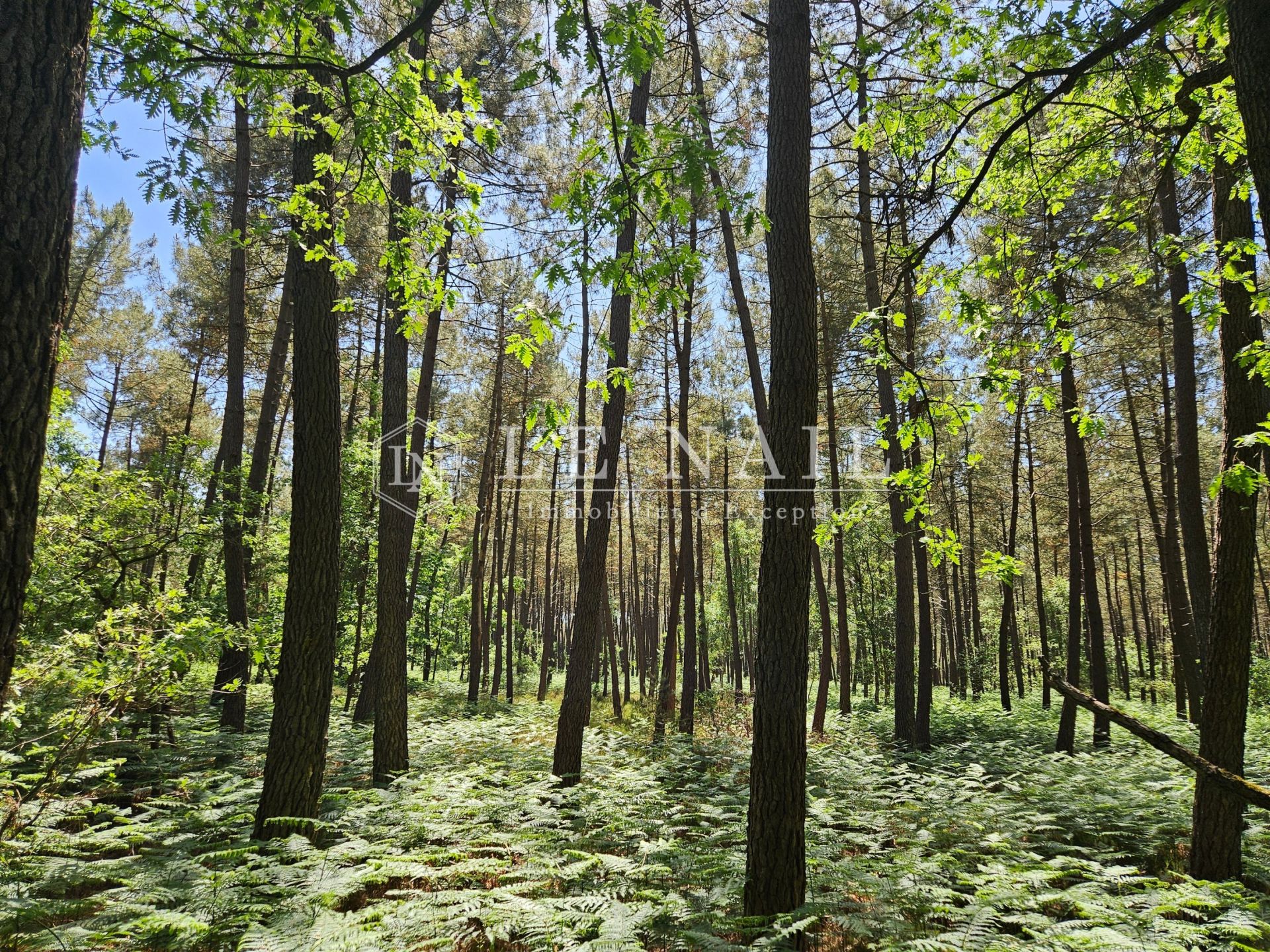 forêt en vente à COURCELLES LA FORET (72270)