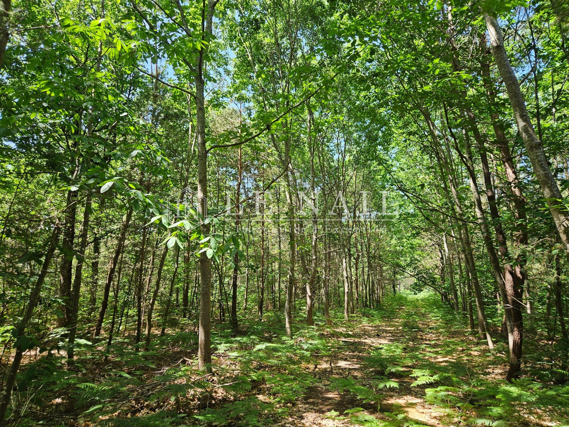 forest for sale on COURCELLES LA FORET (72270)