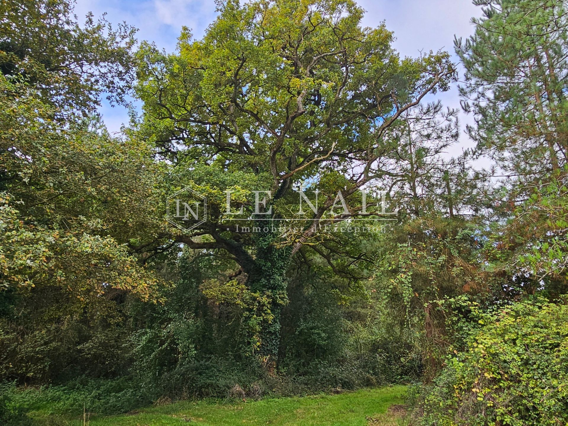 forêt en vente à HOUSSAY (53360)