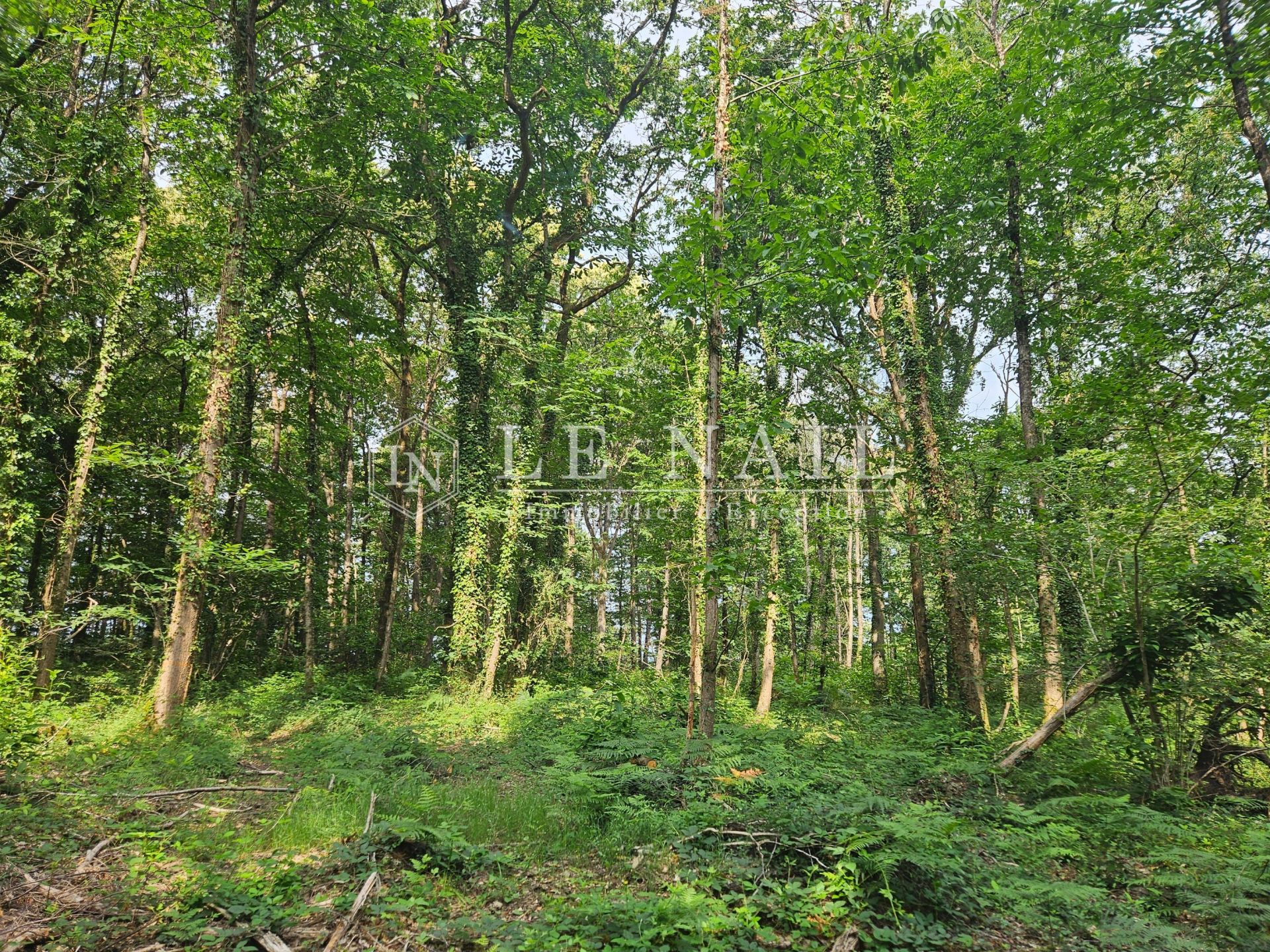 forest for sale on CHATEAU GONTIER (53200)
