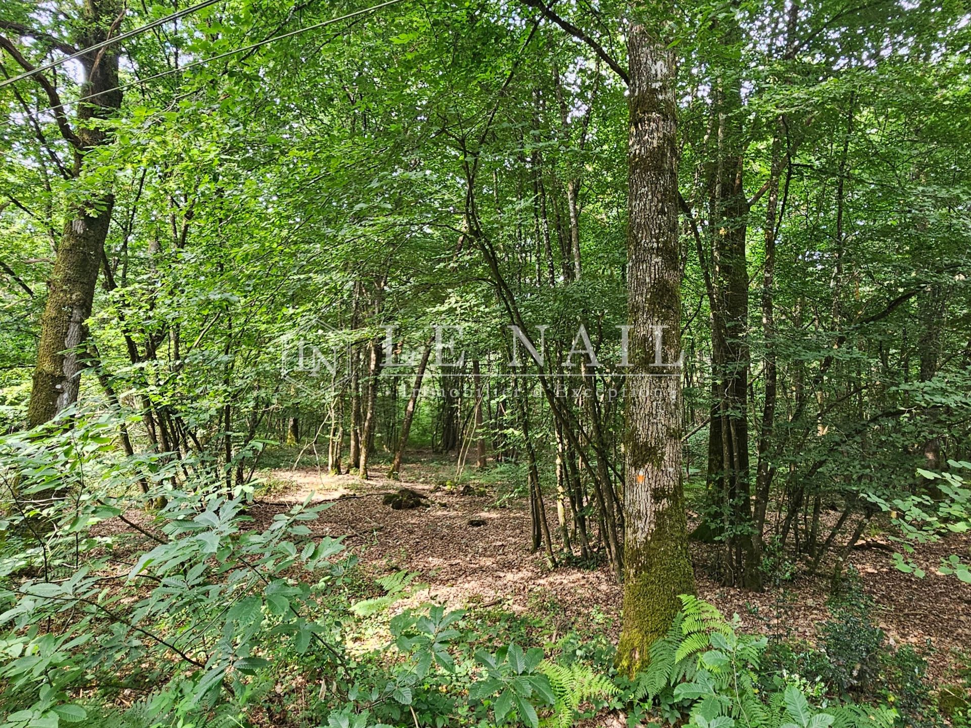 forest for sale on CHATEAU GONTIER (53200)