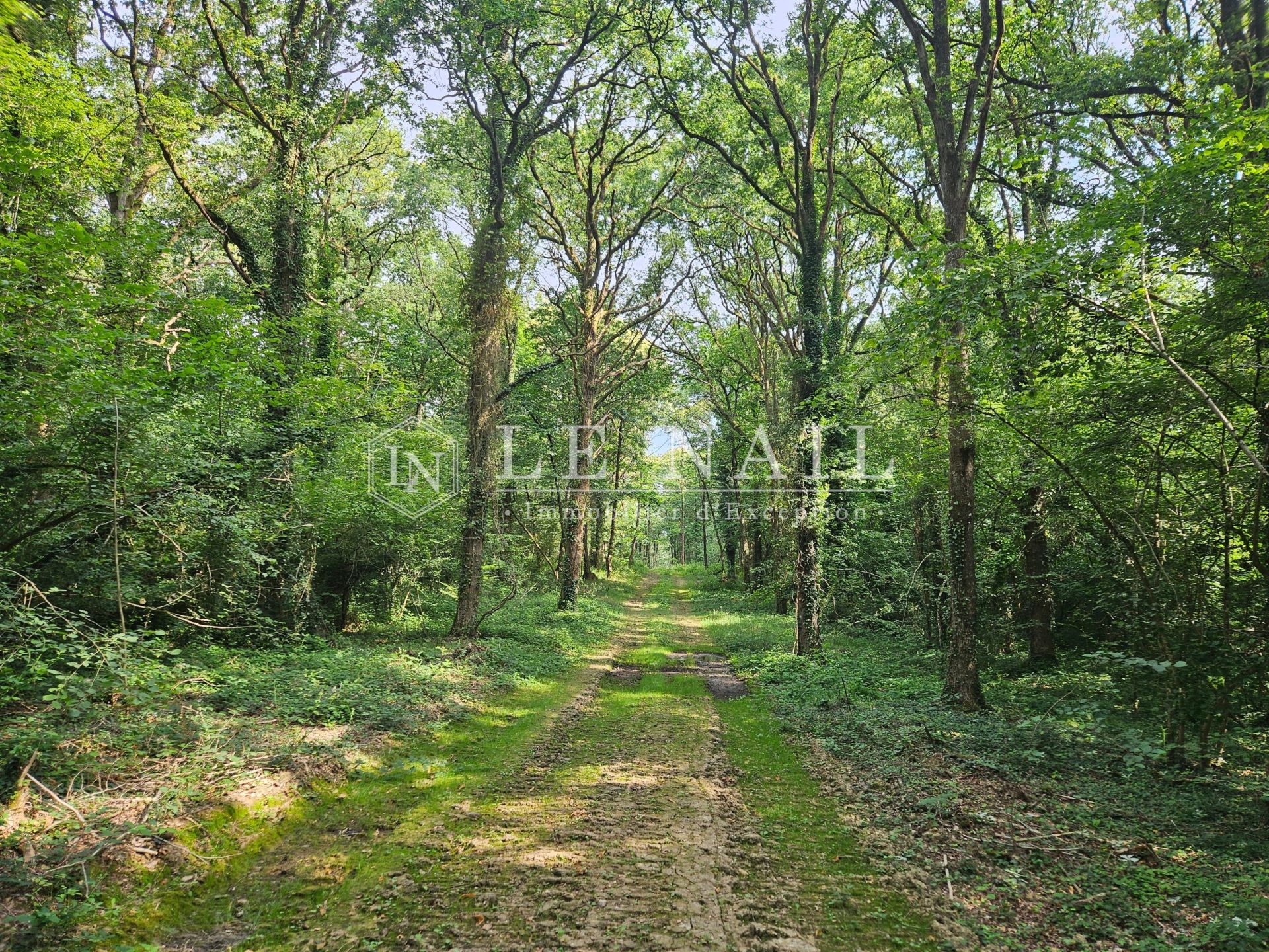 forest for sale on CHATEAU GONTIER (53200)