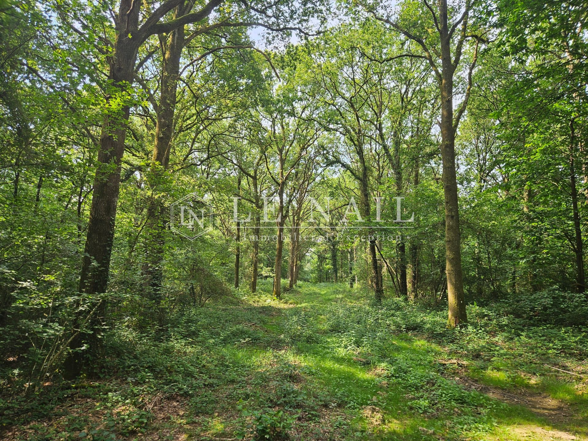forest for sale on CHATEAU GONTIER (53200)