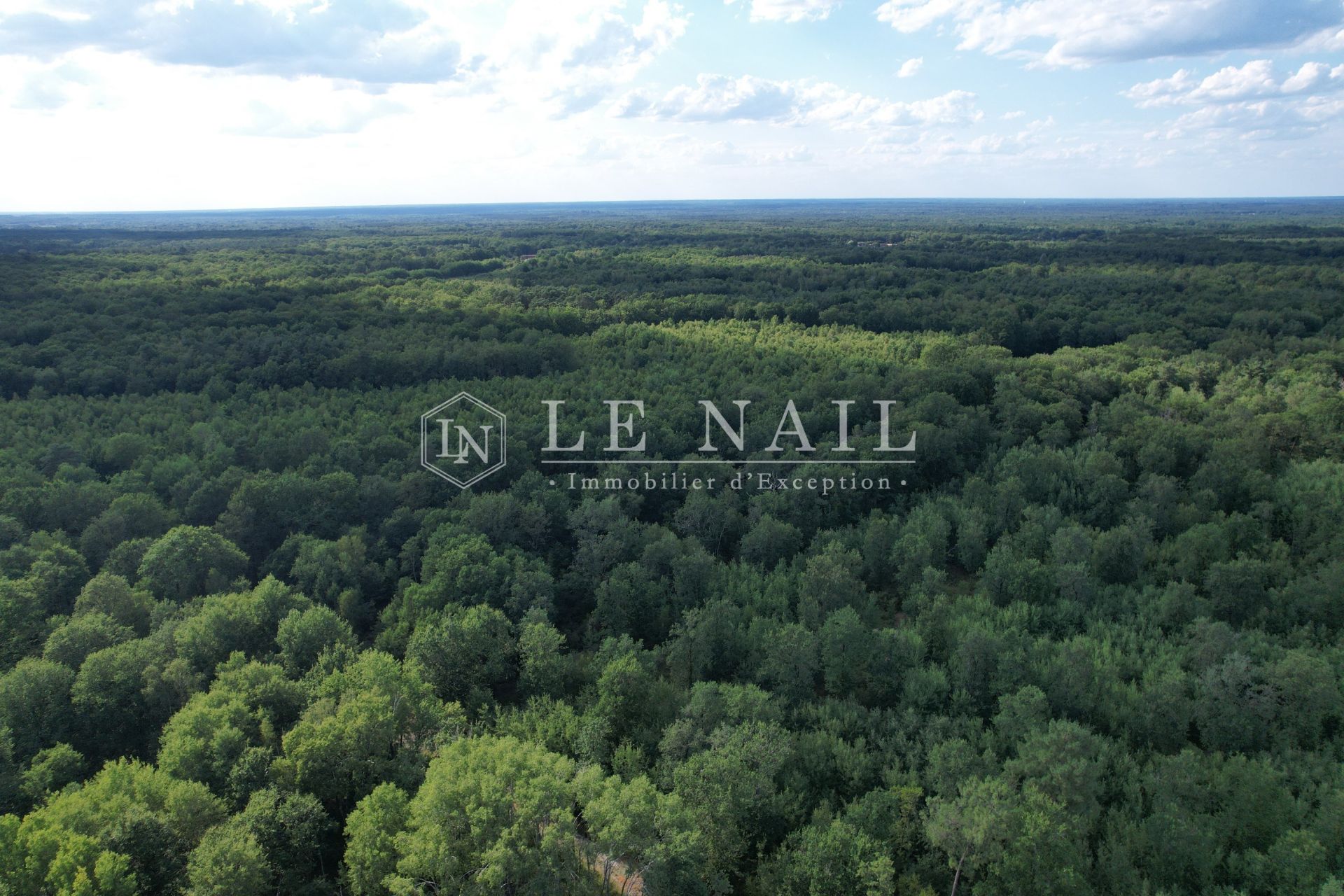 forest for sale on SALBRIS (41300)