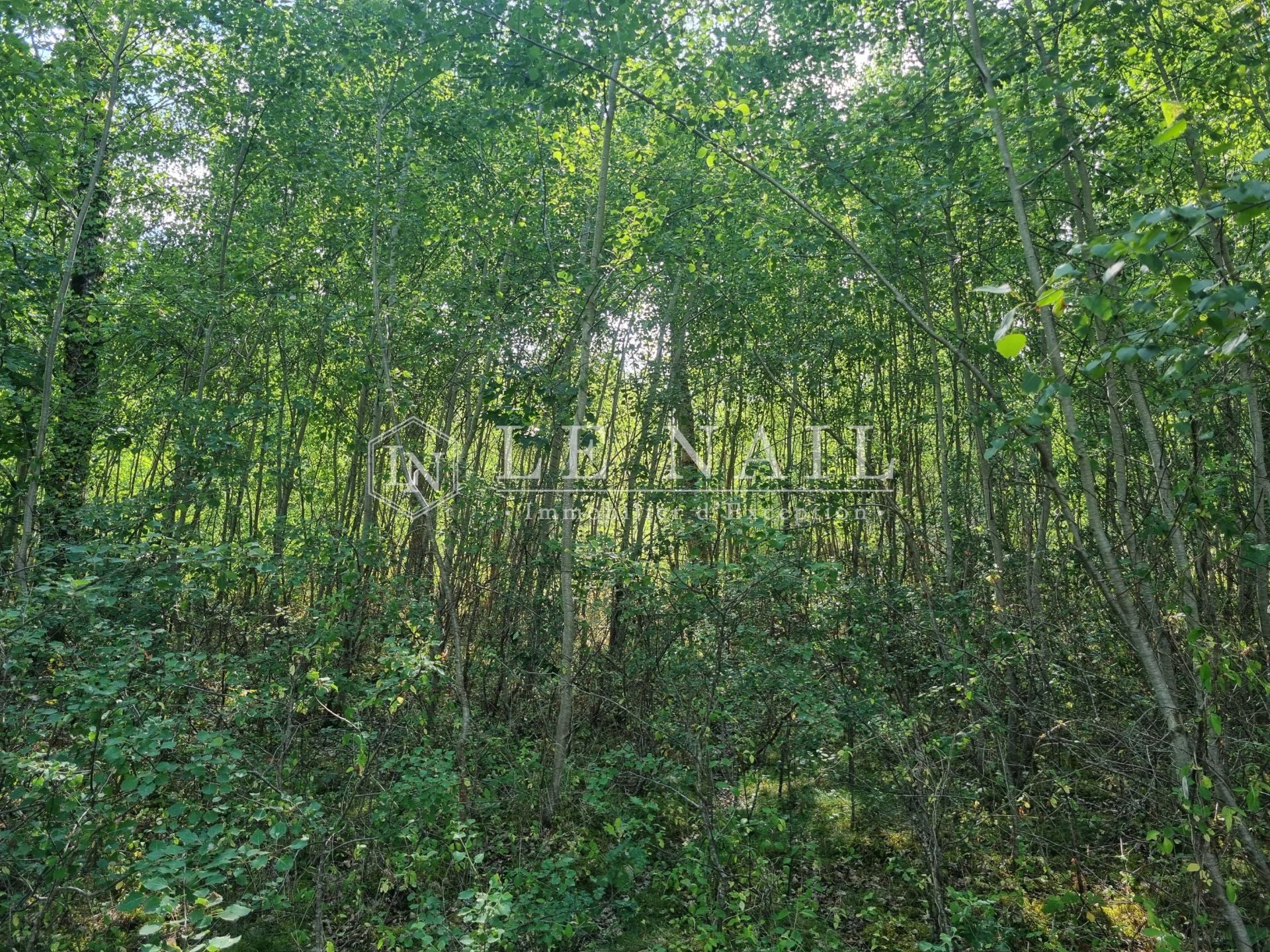 forest for sale on SALBRIS (41300)