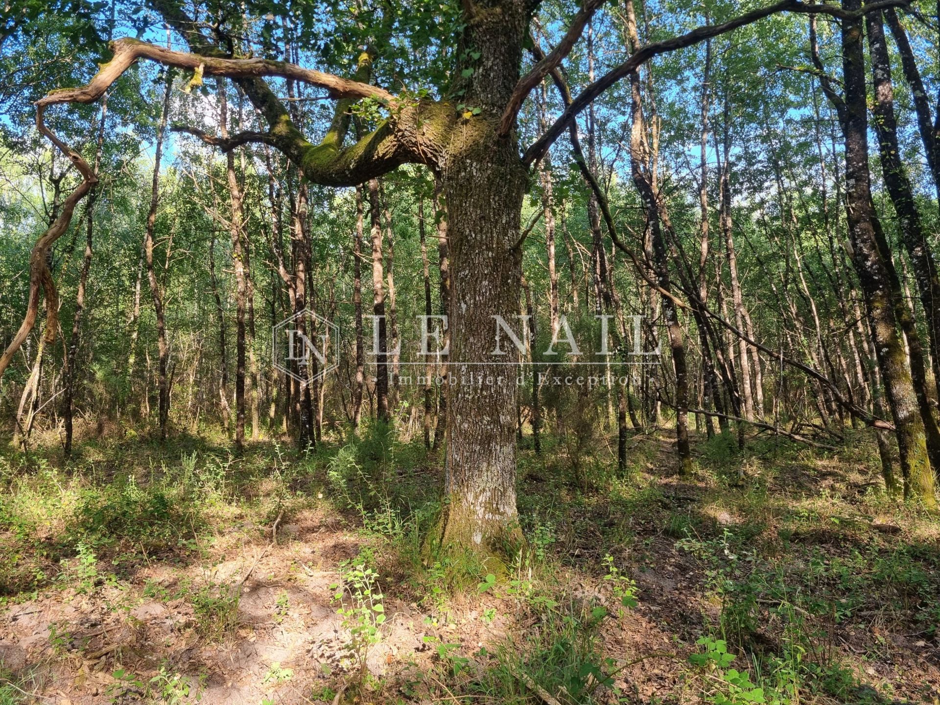 forest for sale on SALBRIS (41300)