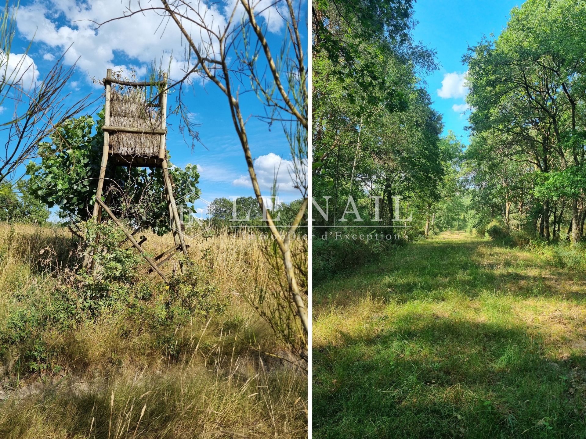 forest for sale on SALBRIS (41300)