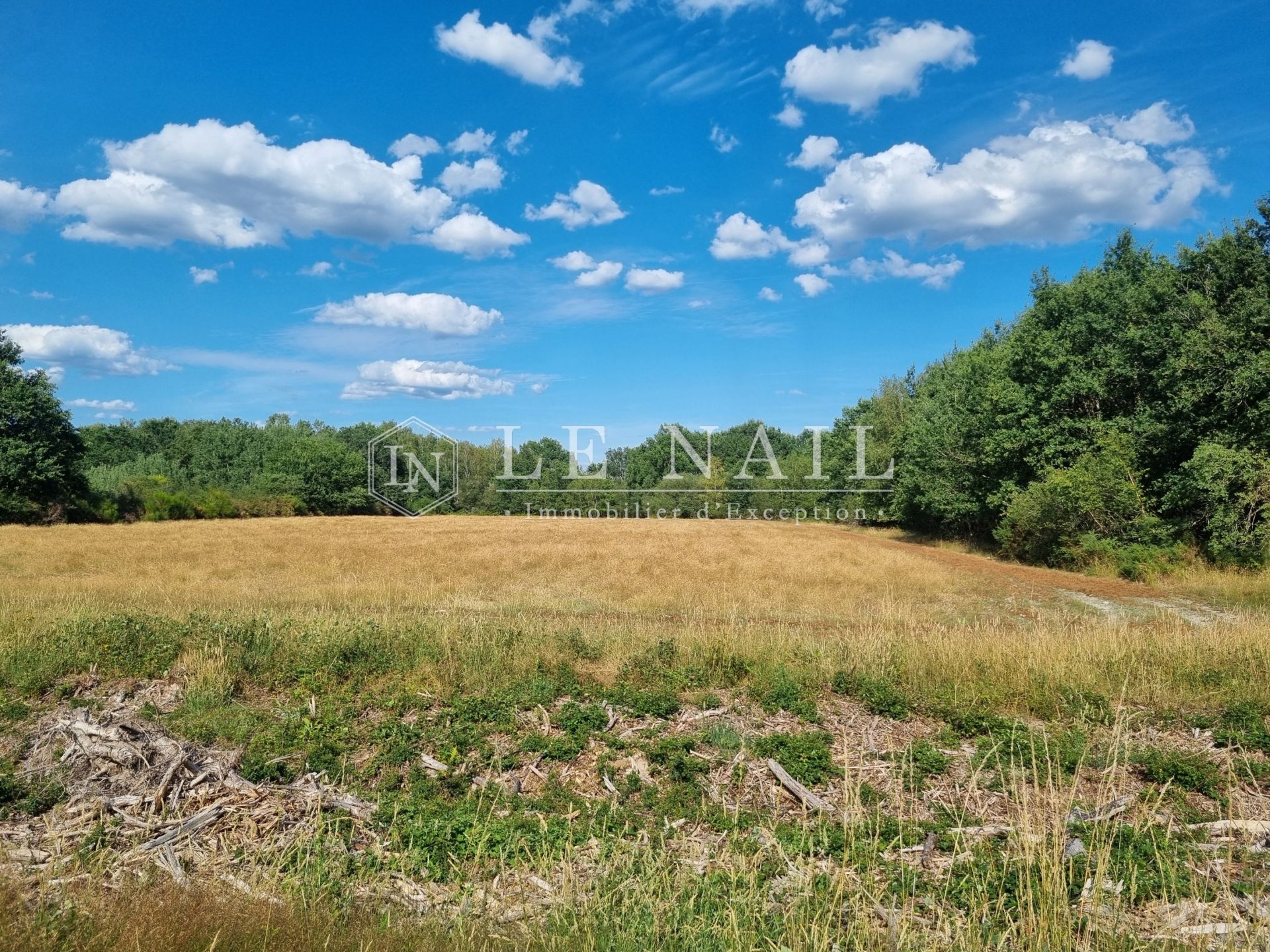 forest for sale on SALBRIS (41300)