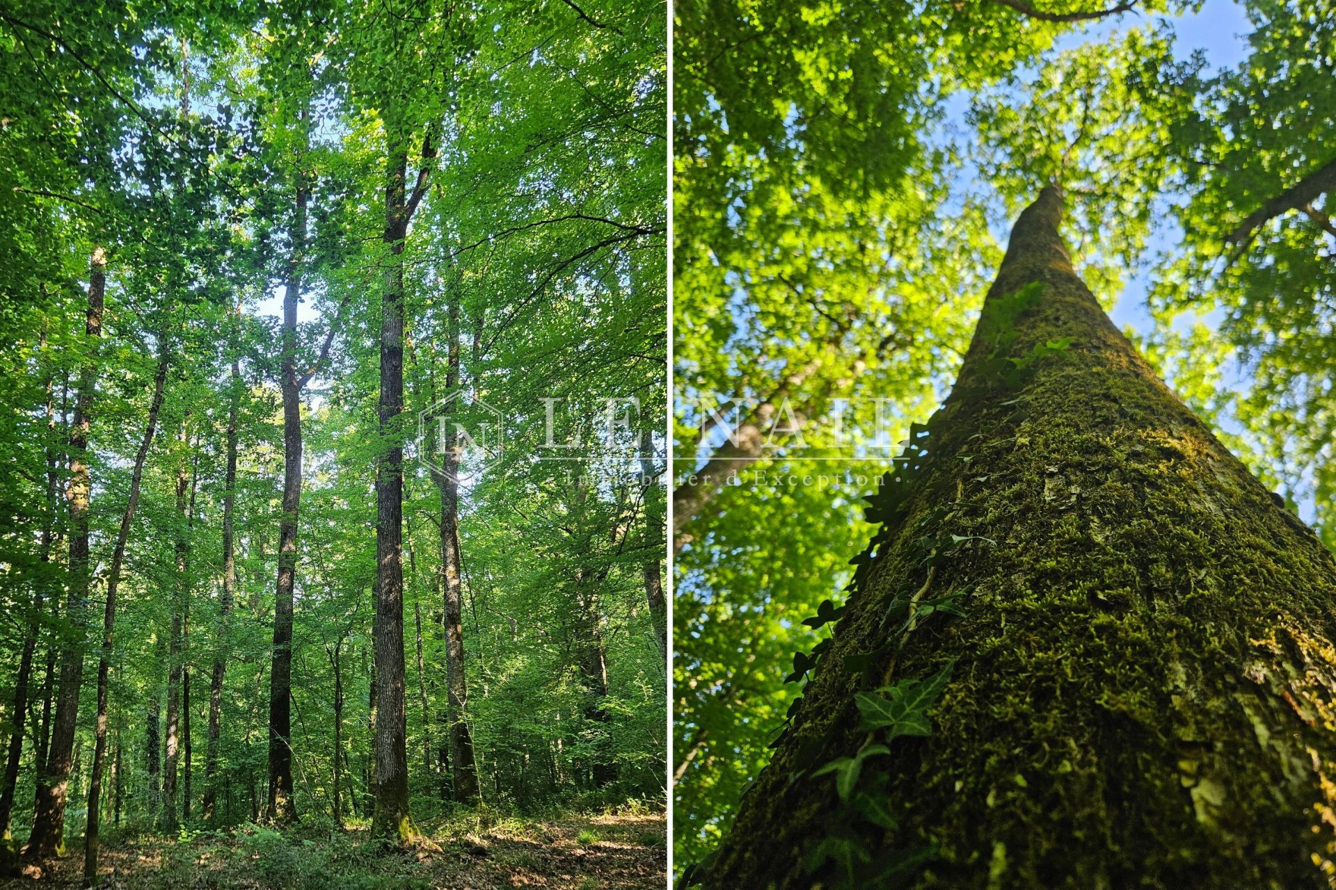 forêt en vente à MARCHEMAISONS (61170)