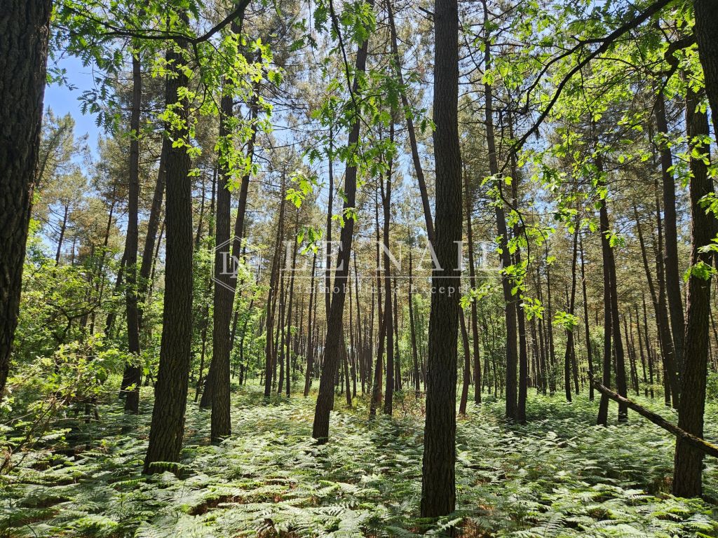 forest for sale on COURCELLES LA FORET (72270) - See details
